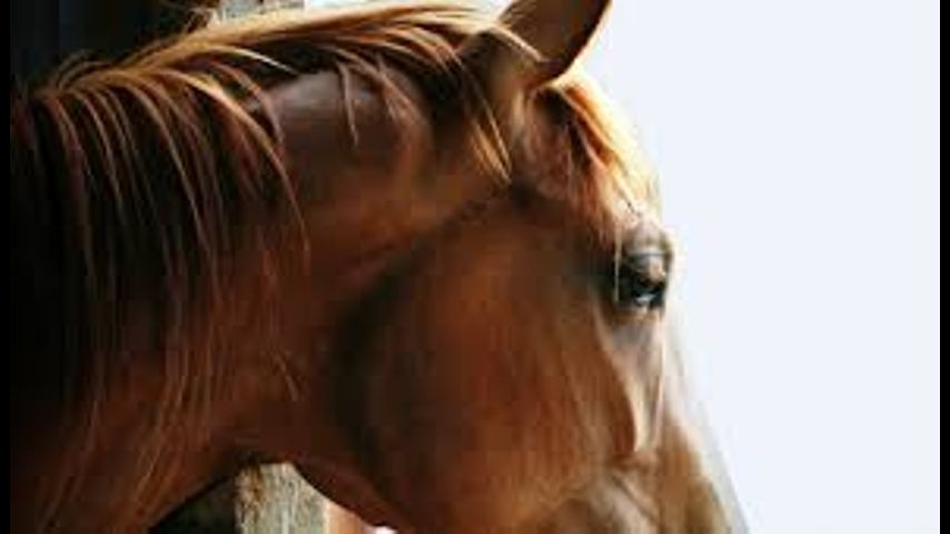 Horses_1536785523382.jpg